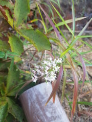 한국 울산 동구 동해안로 꽃
Flowers on Donghaean-ro, Dong-gu, Ulsan, Korea