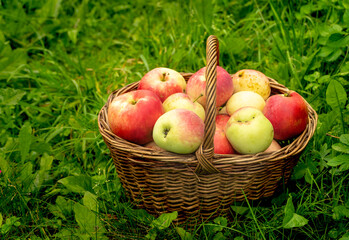 apples in a basket on a background of green grass