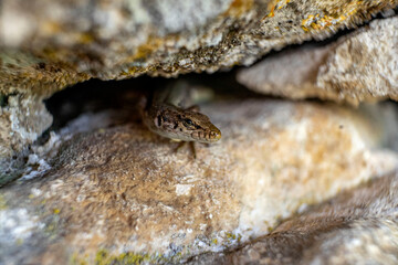 close up of a lizard