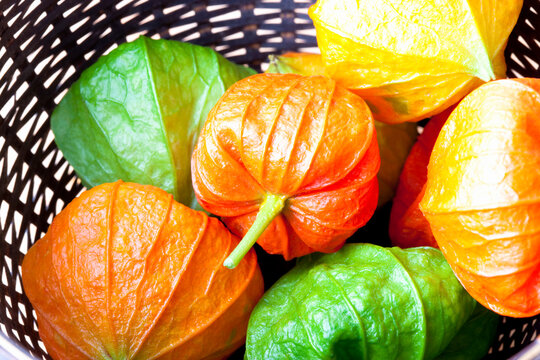 ほおずき の画像 12 3 件の Stock 写真 ベクターおよびビデオ Adobe Stock