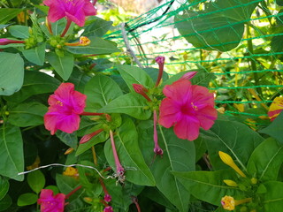 한국 울산 동구 동해안로 꽃
Flowers on Donghaean-ro, Dong-gu, Ulsan, Korea