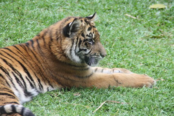 tiger in the zoo
