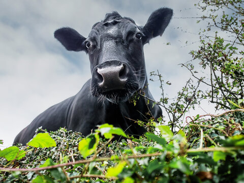 Beautiful and funny looking black angus cow behind natural hedge. Selective focus.