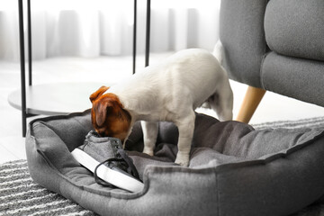 Funny naughty dog playing with shoes at home