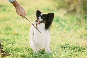 papillon dog playing in the field outdoors