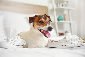 Funny naughty dog playing with shoes at home