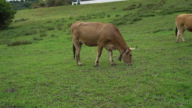 A brown horned cow with a bell walks along the green lawn and eats fresh summer grass. Close-up