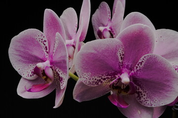 Close-up shot of blooming phalaenopsis orchid flower, against dark background