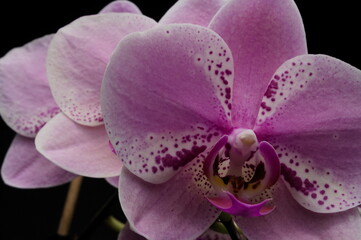 Close-up shot of blooming phalaenopsis orchid flower, against dark background