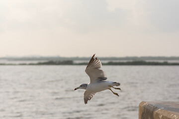seagull in flight