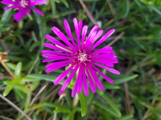 한국 울산 동구 동해안로 꽃
Flowers on Donghaean-ro, Dong-gu, Ulsan, Korea