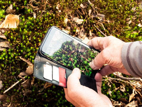 Male senior farmer standing in ripe wheat field and using mobile phone or smartphone app
