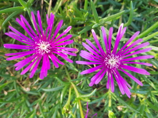 한국 울산 동구 동해안로 꽃
Flowers on Donghaean-ro, Dong-gu, Ulsan, Korea