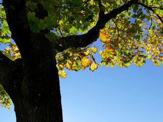 autumnal colored maple leaves on a tree in backlit