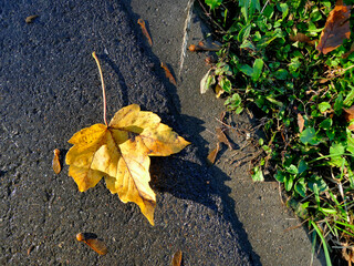autumnal colored maple leaf with seeds on a street in sun