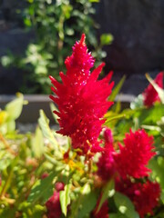 한국 울산 동구 동해안로 꽃
Flowers on Donghaean-ro, Dong-gu, Ulsan, Korea