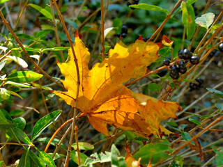 autumnal colored maple leaf in backlit