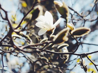 White magnolia in National Botanic Garden