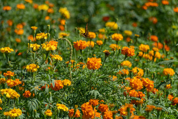 Sembradío de flores de cempasúchil y mano de león, son tradicionalmente usadas por los mexicanos para conmemorar el Día de Muertos.