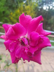 한국 울산 동구 동해안로 꽃
Flowers on Donghaean-ro, Dong-gu, Ulsan, Korea