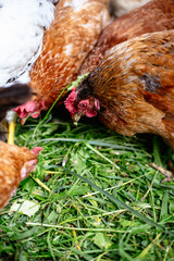 Chickens on the farm. Toned, style, color photo.