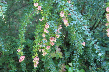pink berry in the garden