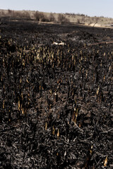 Scorched reed field. Consequences of careless handling of fire.