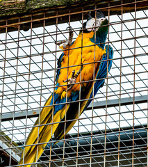 Obraz premium Large blue and yellow macaw parrot sitting on the netting of a cage.