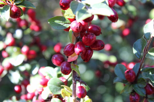 red berries on a bush
