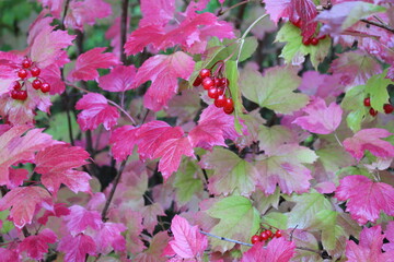pink flowers in the garden