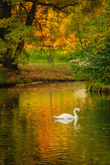 swan on the river