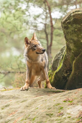 Lone wolf running in autumn forest Czech Republic