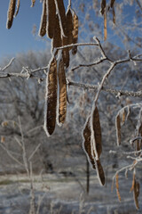 Acacia seeds covered with hoarfrost. Plants in winter time