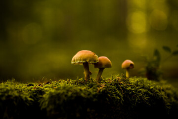 Couple of mushrooms standing on the damp moss in the forest. Warm atmosphere. Germany's forest.