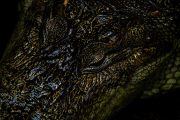 Head of a large freshwater caiman crocodile, lurking in deep black water.