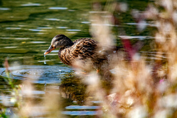kaczka krzyżówka pije wode  © Dariusz Grochal 