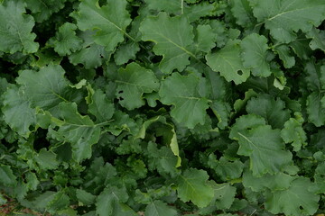 asian cabbage leaf full screen