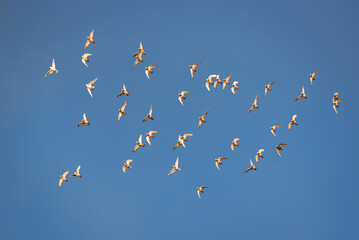 A group of pigeons flying with a blue sky in the background.