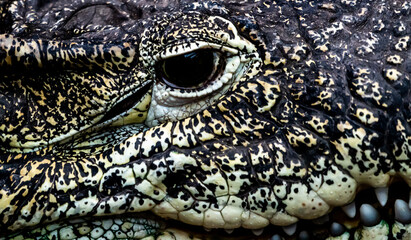 Close up of the open eye of an alligator crocodile.