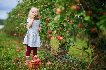 Adorable toddler girl picking red ripe organic apples in wooden crate