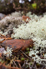 White lichen and red stones