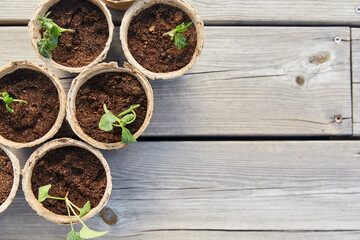 gardening, eco and organic concept - vegetable seedlings in pots with soil on wooden board background