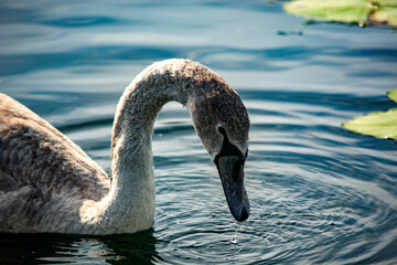 Łabędź pływa po stawie  © Dariusz Grochal 