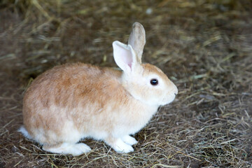 Close up the brown rabbit on dry grass. Animal concept.