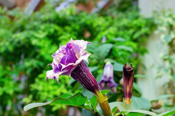 Poisonous plant of the nightshade family Datura blooms with beautiful purple flowers.