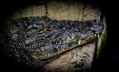 Head of a crocodile or caiman resting in dark black water.