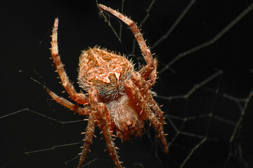 Super macro photo of spider with spider web on black background. Animal wildlife concept. Dark tone.