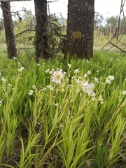 Fototapeta premium spring in the forest