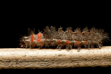 Super macro photo of small brown caterpillar on small dry tree branch on black background. Animal wildlife concept.