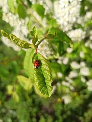ladybird on a leaf